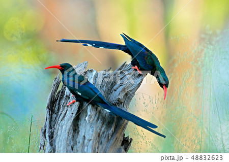 Green Wood hoopoe, Phoeniculus purpureus 48832623