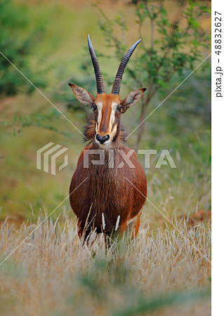 Roan antelope, Hippotragus equinus on the savannah Roan antelope, Hippotragus equinus on the savannah 48832627