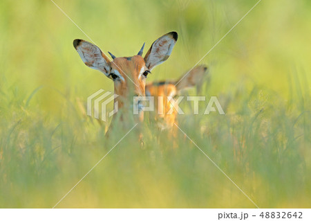 Beautiful impala in the grass with evening sun Beautiful impala in the grass with evening sun 48832642