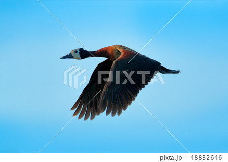 White-faced whistling duck, Dendrocygna viduata 48832646