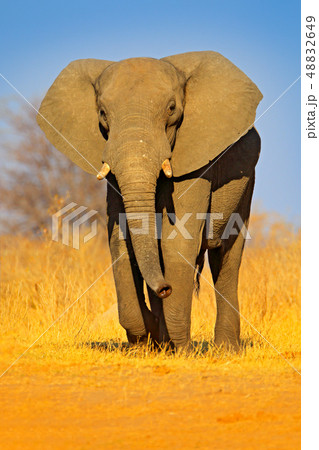 Big African Elephant, on the gravel road Big African Elephant, on the gravel road 48832649
