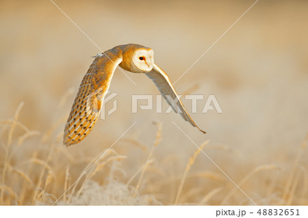 Owl flight with open wings. Barn Owl, Tyto alba Owl flight with open wings. Barn Owl, Tyto alba 48832651