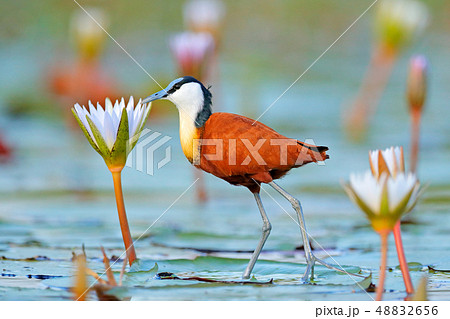 African jacana, Actophilornis africana African jacana, Actophilornis africana 48832656