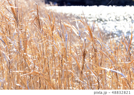 枯れ草 48832821