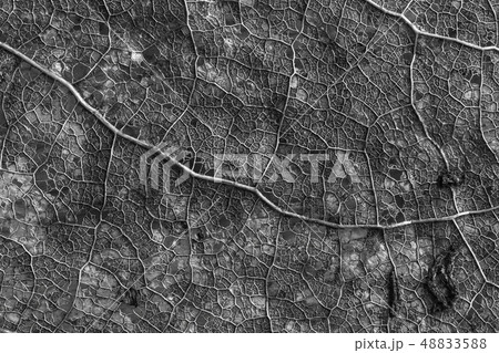 Old leaf macro texture. Grey texture of the sheet. 48833588