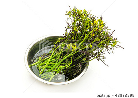 カラシナ 48833599