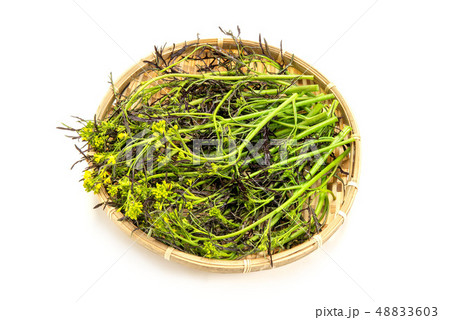 カラシナ カラシナ 48833603