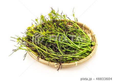 カラシナ 48833604