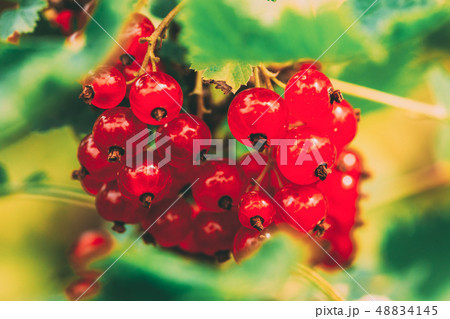 Red Currant Branch. Growing Organic Berries. Fruit Garden. Red Currant Branch. Growing Organic Berries. Fruit Garden. 48834145