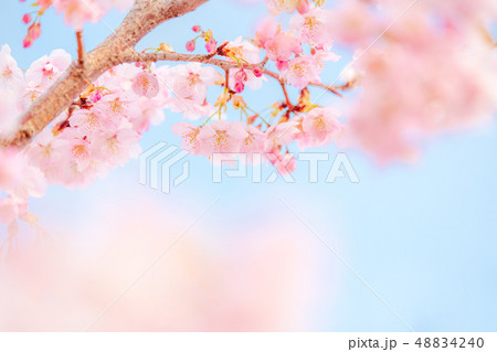 ふんわり河津桜 ふんわり河津桜 48834240