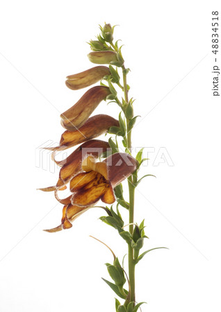 Digitalis obscura, on white background, flower 48834518