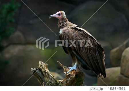 Hooded vulture, Necrosyrtes monachuss 48834561