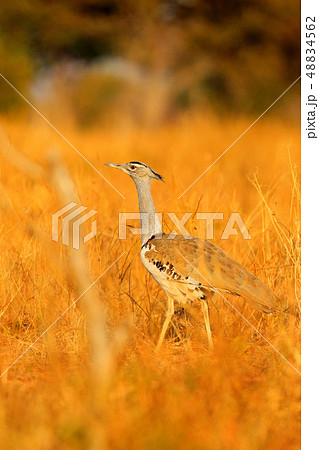 Kori bustard, Ardeotis kori, largest flying bird 48834562