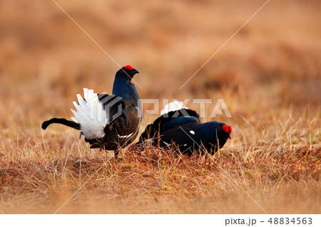 Black grouse on the bog meadow. 48834563