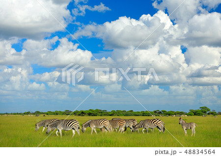 Burchell's Zebras with blue sky and white clouds. Burchell's Zebras with blue sky and white clouds. 48834564