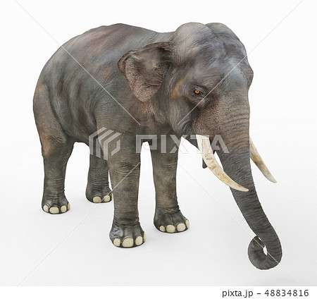 Indian elephant against a white background 48834816