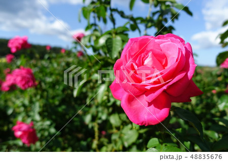 薔薇 薔薇 48835676