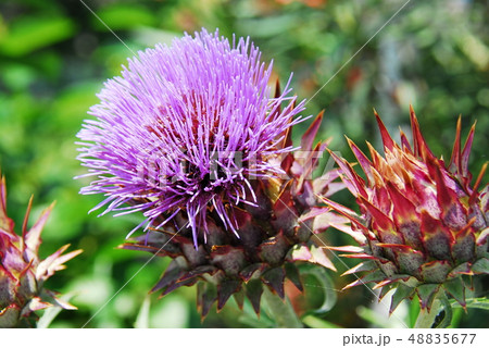 カールドン(横構図) 48835677