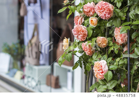 Shop windows and flowers in Zurich. Street photo Shop windows and flowers in Zurich. Street photo 48835758
