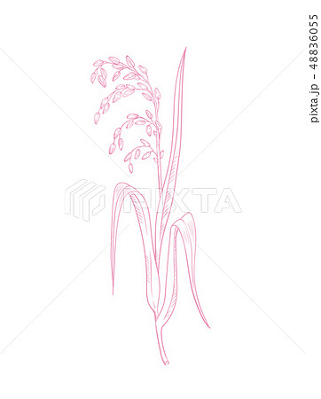 Rice herb vector pink outline 48836055