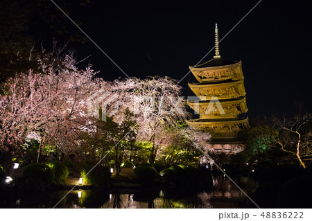 京都　東寺　夜桜 48836222