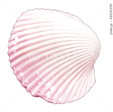 貝殻 ピンクのイラスト素材 48836399 Pixta