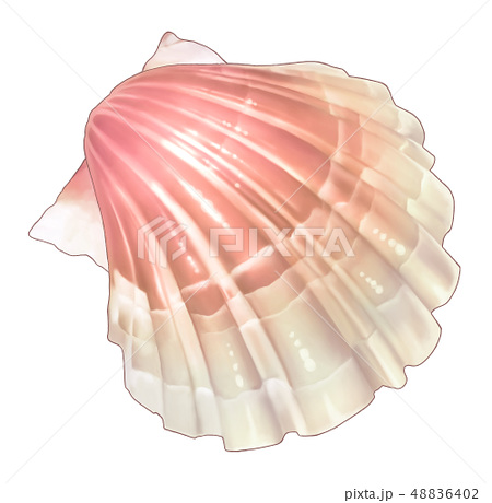 貝殻 ピンクのイラスト素材 48836402 Pixta