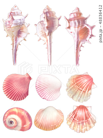 驚くばかり貝殻 イラスト リアル 美しい花の画像