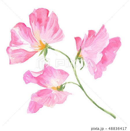 sweetpea19314pix7 sweetpea19314pix7 48836417