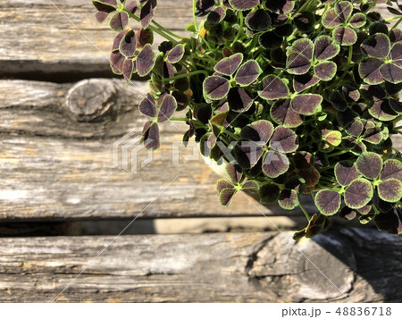 四つ葉のクローバー 四つ葉のクローバー 48836718