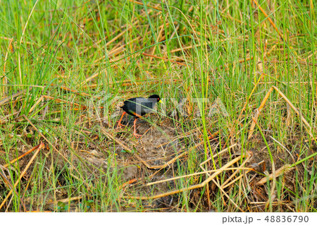 Black Crake, Zapornia flavirostra Black Crake, Zapornia flavirostra 48836790