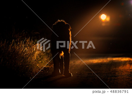Night safari with light. Lion walking on the road Night safari with light. Lion walking on the road 48836791