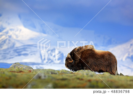 Musk Ox, Ovibos moschatus, with mountain Musk Ox, Ovibos moschatus, with mountain 48836798
