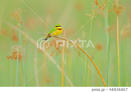 Little Bee-eater, Merops pusillus on the straw Little Bee-eater, Merops pusillus on the straw 48836807