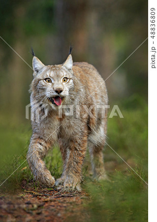 Lynx in green forest. Wildlife scene from nature 48836809