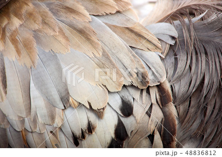 Common Crane, Grus grus, big bird in the nature Common Crane, Grus grus, big bird in the nature 48836812
