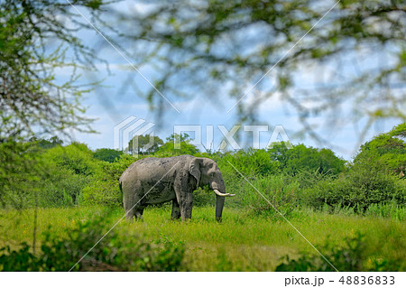 Big elephant walking in the grass with blue sky 48836833
