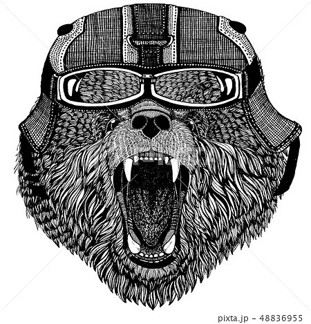 Brown bear Russian bear Animal wearing motorycle helmet. Image for kindergarten children clothing 48836955