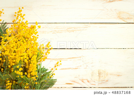 Mimosa flowers in a vintage metal milk can background Mimosa flowers in a vintage metal milk can background 48837168
