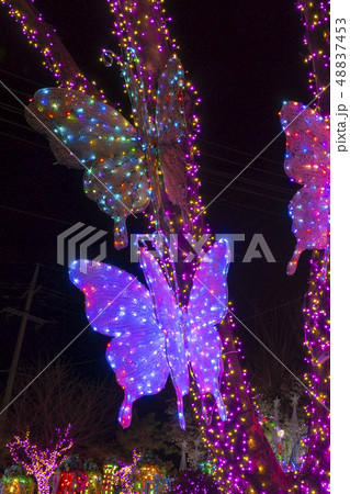 木 幹 季節 48837453