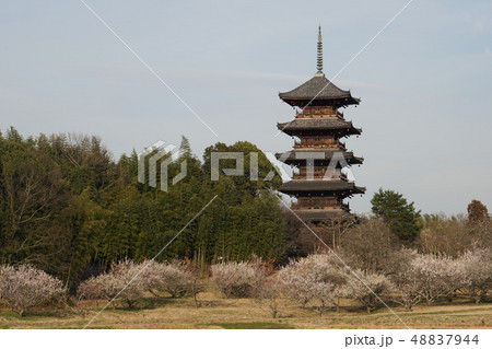 白梅と備中国分寺五重塔 岡山県総社市 白梅と備中国分寺五重塔 岡山県総社市 48837944