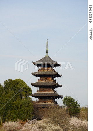 備中国分寺五重塔　早春の夕方の風景　岡山県総社市 48837945