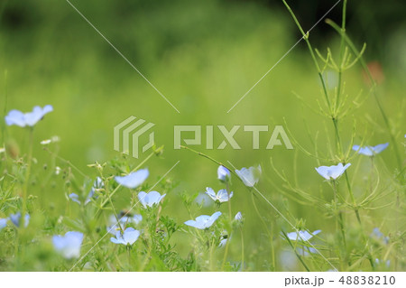 ネモフィラ 48838210