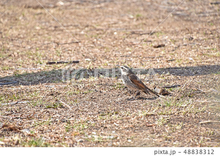 ツグミ（鶫） 48838312