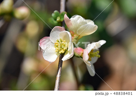 ボケ（木瓜） 48838401