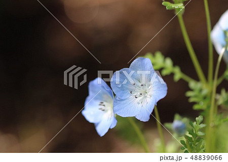 小さな花 小さな花 48839066
