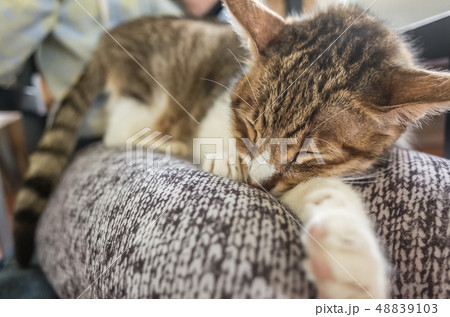 cat sleep at home cat sleep at home 48839103