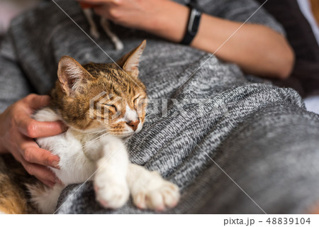 tabby cat sleep tabby cat sleep 48839104