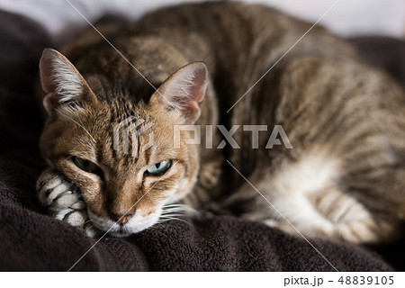 funny tabby cat funny tabby cat 48839105