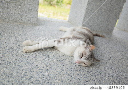 cat sleep on the ground cat sleep on the ground 48839106